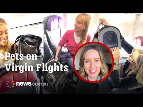 Virgin Australia takes off with new in-flight friendly pet service – YouTube