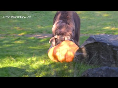 Muskox "Hudson" enjoys a giant pumpkin at Point Defiance Zoo – YouTube