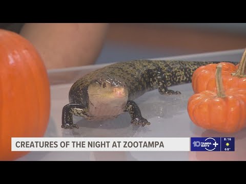 Creatures of the Night brings family-friendly haunts to ZooTampa – YouTube