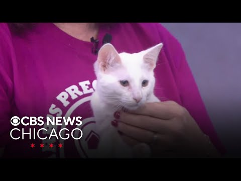 Adopt from Barb's Precious Rescue – YouTube