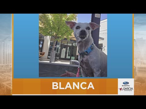 New Mexico Living Pet Pics October 15, 2025 – YouTube