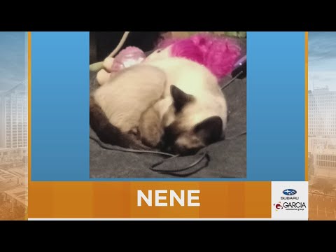 New Mexico Living Pet Pics October 14, 2025 – YouTube