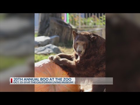 20th Annual Boo at the Zoo – YouTube