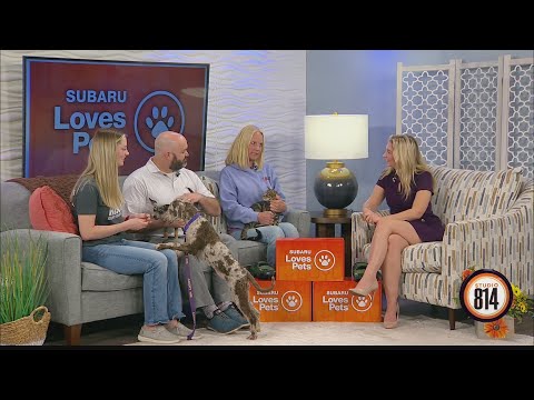 Mending Hearts & Stuckey Subaru hosting 'Subaru Loves Pets' event & fundraiser | Studio 814