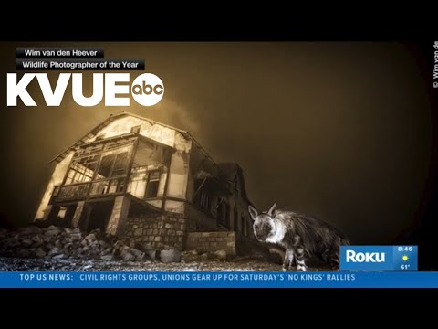 Hyena photo wins 'Wildlife Photographer of the Year' award – YouTube