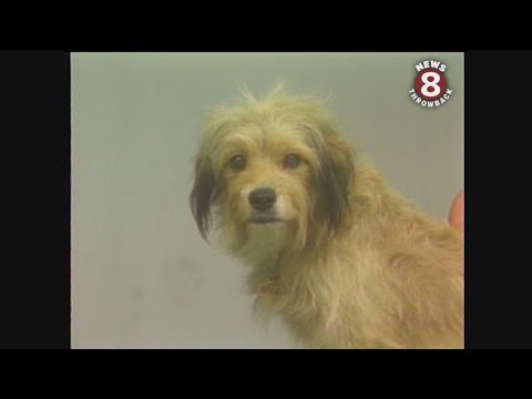 Benji the dog visits the San Diego Zoo in July 1980 – YouTube