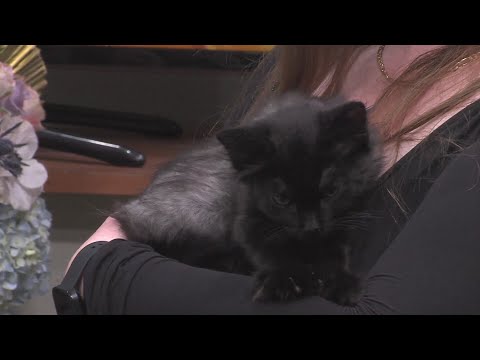 Montezuma Ball gala to support Mandy's Farm and Animal Humane New Mexico – YouTube