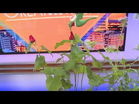 Pollinator Fest | Great Day SA – YouTube