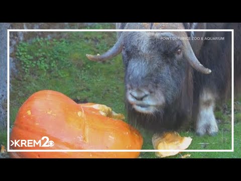 Western Washington muskox enjoys giant pumpkin – YouTube
