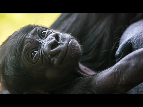 Baby gorilla at Cheyenne Mountain Zoo now has a name – YouTube