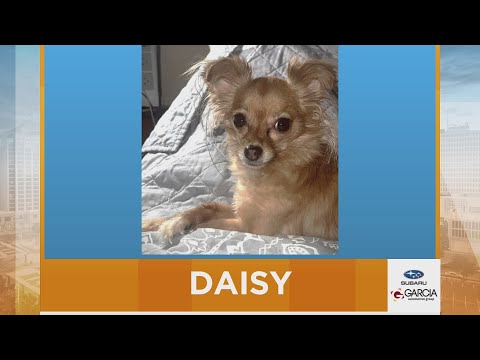 New Mexico Living Pet Pics October 9, 2025 – YouTube