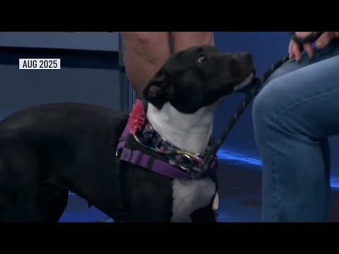 Dog named after Taylor Swift finds fur-ever home after nearly 2 years at shelter | NBC 7 San Diego