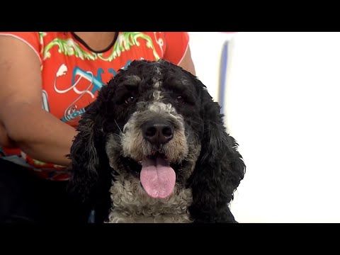 Pet of the Week: Meet TJ – YouTube