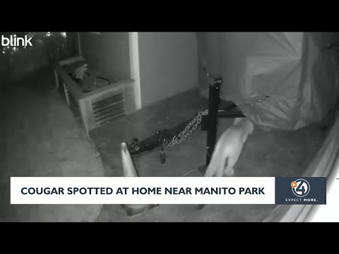 Cougar spotted at home near Manito Park – YouTube
