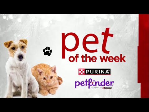 Meet Ladybug! Our Pet of the Week – YouTube