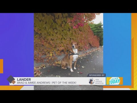 Pet Pics: Lander enjoys the fall colors – YouTube