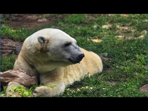 Toledo-born polar bear heading to new home for breeding program – YouTube