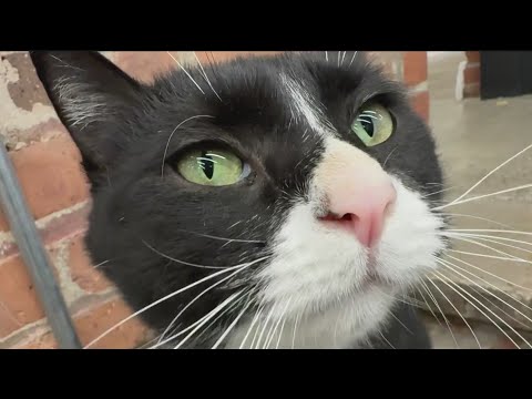 Bone Jovi, the tuxedo cat, finds home at The Bone Museum – YouTube