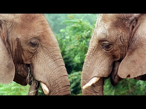 Elephants at Oregon Zoo crush giant pumpkins to celebrate Halloween – YouTube