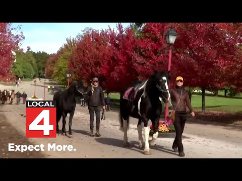 Mackinac Island horses head to winter vacation – YouTube
