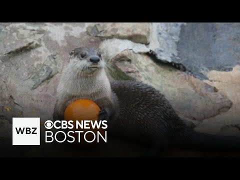 Weekend To Do List: Boston cider festival, or celebrate Halloween with animals at the Stone Zoo