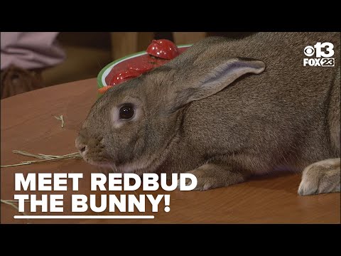 Meet Redbud: The sweet bunny ready to hop into your heart and home – YouTube