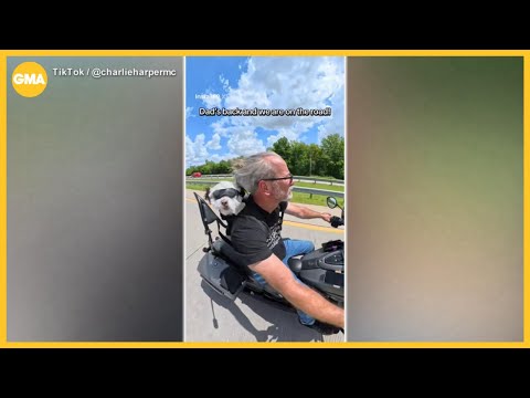 Rescue dogs go from being close to death to getting the ultimate ride – YouTube