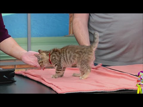 Pet Saver: Lexa – YouTube