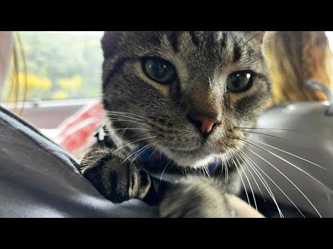 Cat Sneaks Into His Family's Vacation – YouTube