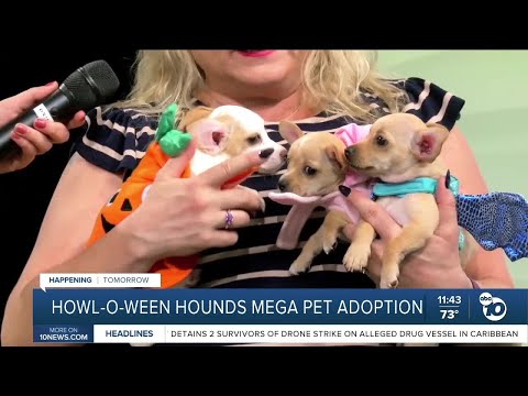 10News Pets of the Week: Fern, Flower, Blossom, April and Zelda – YouTube