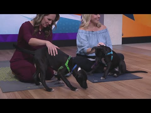 Puppy Yoga at 360 Chicago – YouTube