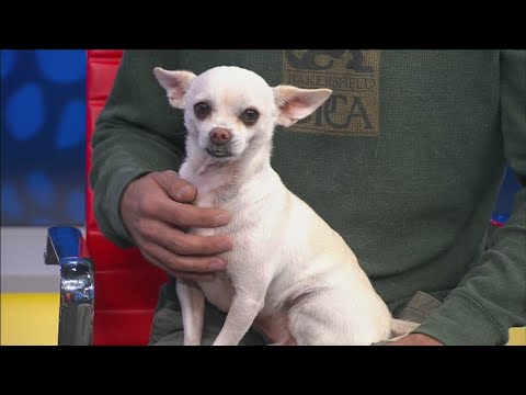 Pet of the Week: Mr. Pip – YouTube