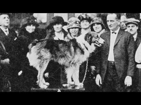 Jeff Gianola's Journal: Bobbie the Wonder Dog – YouTube