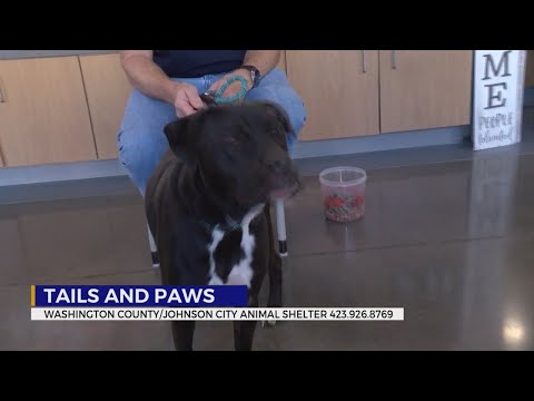 Tails and Paws for Friday, October 17, 2025 – YouTube