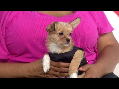 Pet of the Week: Meet Gabby – YouTube