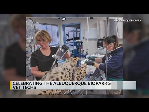 'We have to be inventive': Celebrating Albuquerque BioPark's vet techs – YouTube