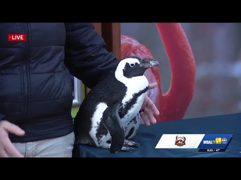 Penguins greet the runners at The Maryland Zoo – YouTube