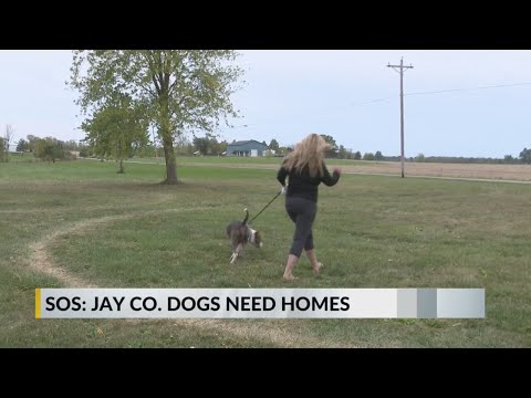 SOS: Jay County dogs need homes – YouTube
