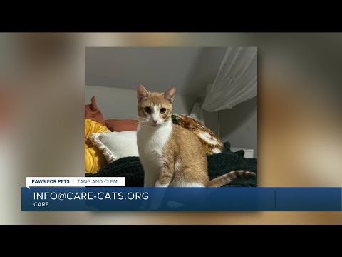 Paws for Pets: Tang and Clem, a bonded pair of male kittens ready to snuggle! – YouTube