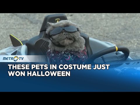 This Halloween Pet Parade in Michigan Is Cuteness Overload – YouTube