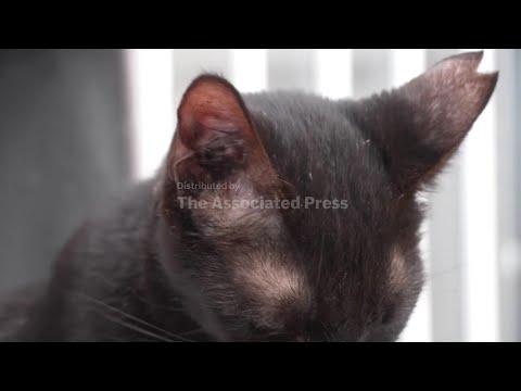 Estimated one million cats prowl streets of Cyprus as officials scramble to check their numbers
