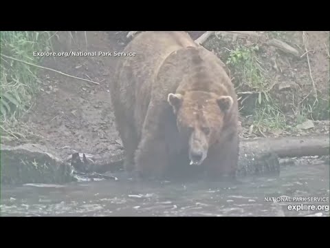 Fat Bear Week winner announced – YouTube