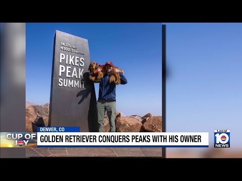 Golden retriever joins Colorado climber for hikes on state's toughest mountains – YouTube