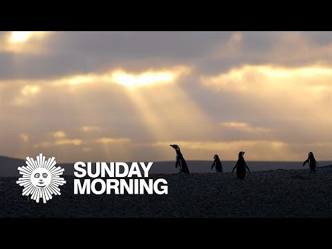 Nature: Penguins in Patagonia – YouTube