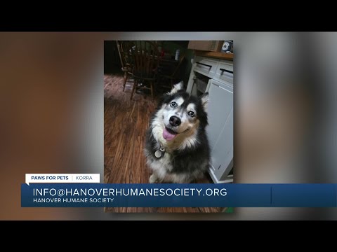 Paws for Pets: Korra, a very energetic & social girl who likes other dogs – YouTube