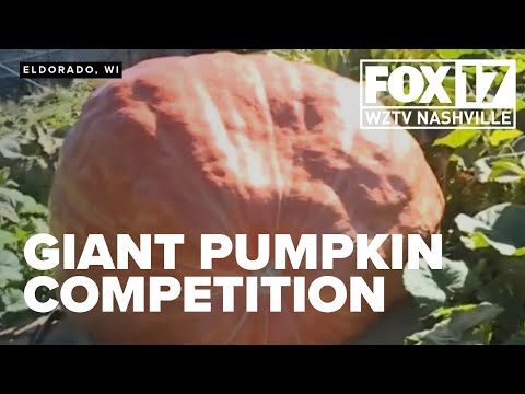 Wisconsin farmer wins first place in giant pumpkin competition – YouTube