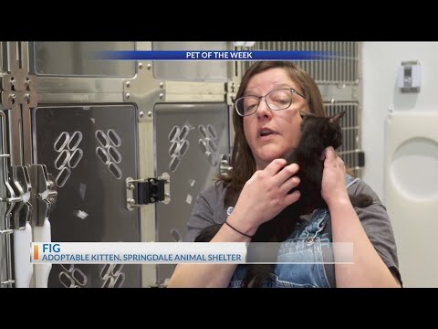 Purina Presents: Meet Fig in Pet of the Week – YouTube