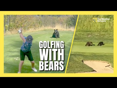 Golfing With Wild Bears Is a Daily Occurence at This Canadian Course – YouTube