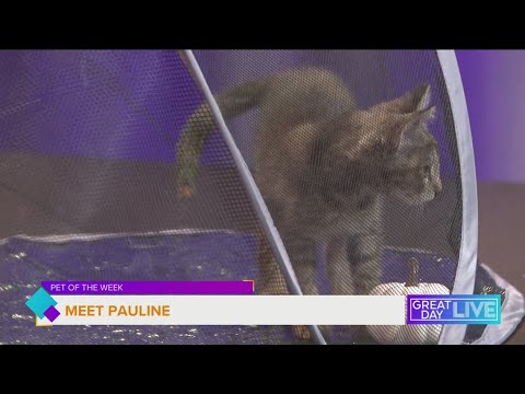 Pet of the Week: Meet Pauline – YouTube