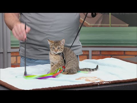 Pet Saver: Fox – YouTube